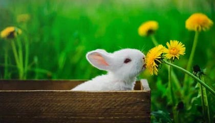 《梅花易數(shù)》占卦問(wèn)吉兇：有沒有一個(gè)簡(jiǎn)單的判斷方法？